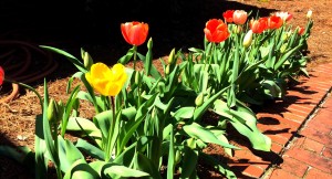 tulips